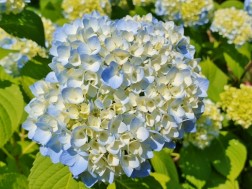 20190613_095808(800x389).jpg